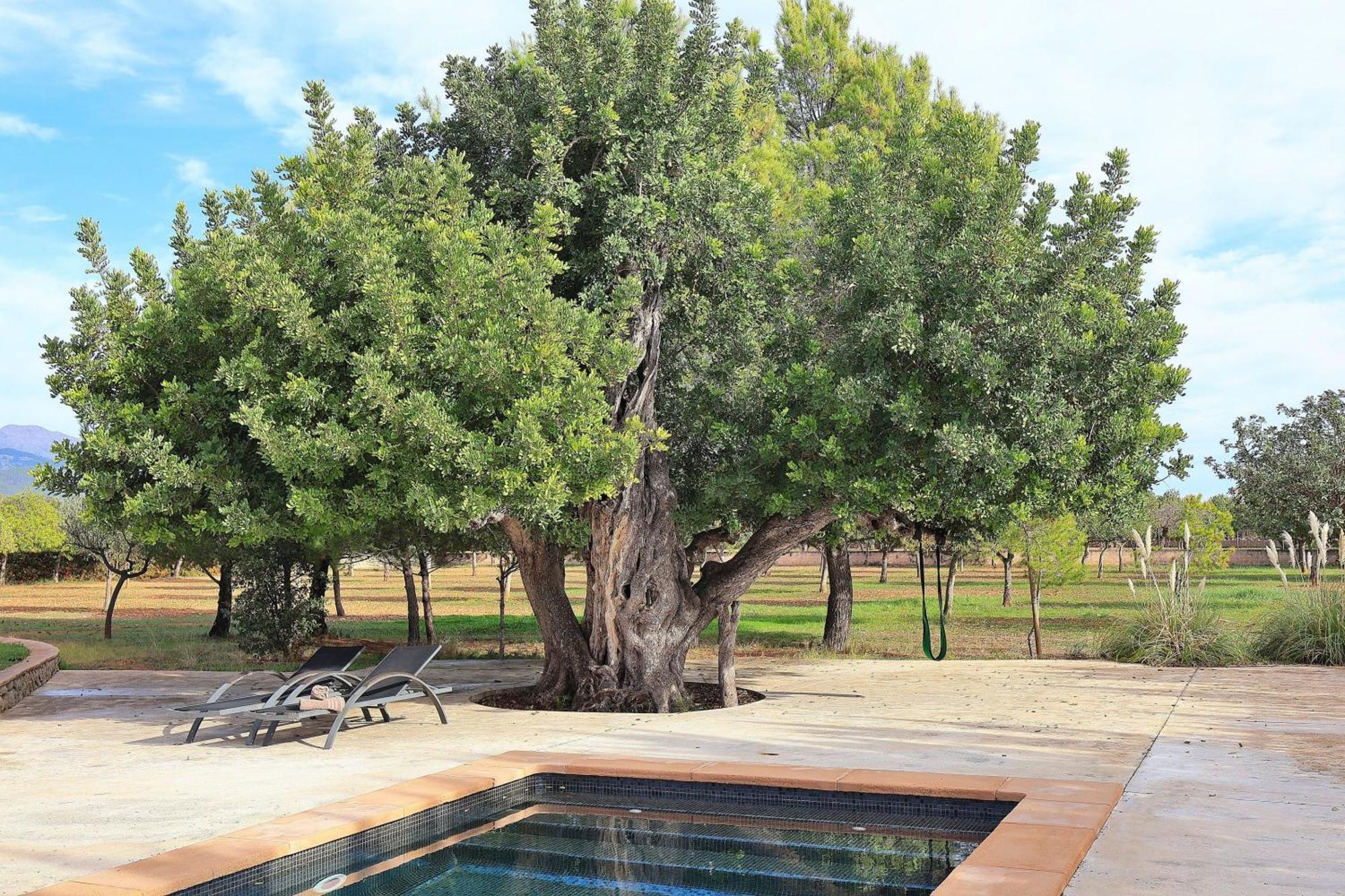 151 Villa Es Triquet Et3366 By Mallorca Charme Binissalem Dış mekan fotoğraf